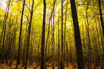 Obraz premium sunset in the woods