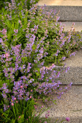 Stone steps were overgrown with flowers and grass. Earth is being restored. Wall mural on the work table. © Yuliya
