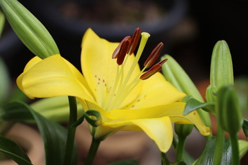 Yellow day lily flower in garden