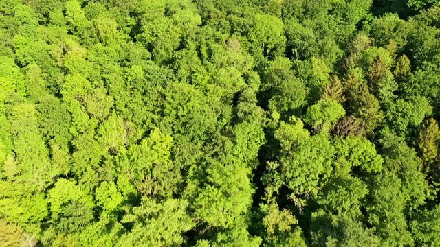 Flug &uuml;ber eine Fr&uuml;hsommerwald