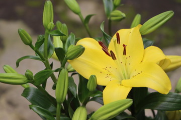 Yellow day lily flower in garden
