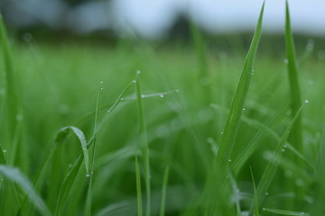 The rice fields are growing, beautiful green fields.