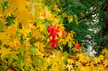 Naklejka na ściany i meble autumn red yellow green leaves background
