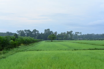 The rice fields are growing, beautiful green fields.