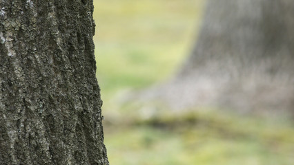 Obraz premium 太い木の幹