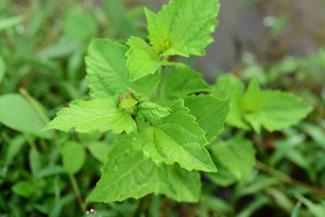 Closeup photos of green leaves