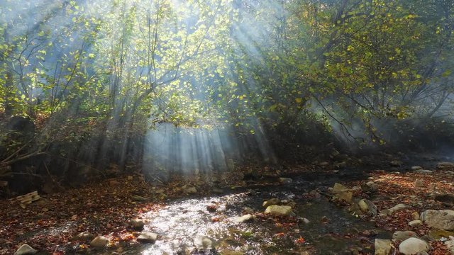 Camera movement in the autumn forest. Powerful sun rays cutting through the fog Autumn landscape. Fallen leaves lying on the ground.