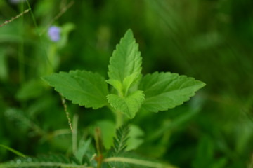 Closeup photos of green leaves