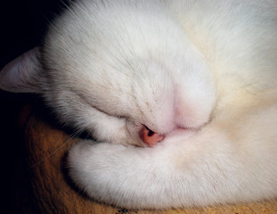 soft sleeping white domestic cat close-up, covers the pink nose with a paw
