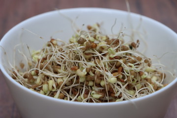 Germinated or sprauted beans in white bowl