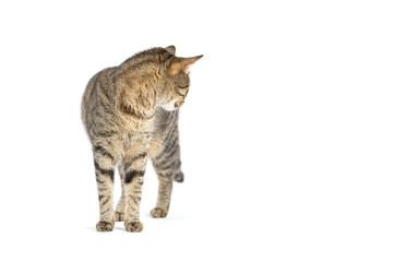 Adult tabby cat standing isolated on white background