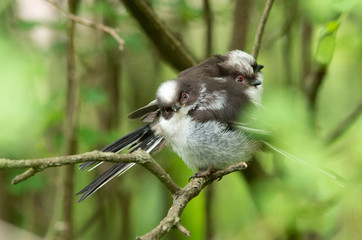 Singvögel im Frühling