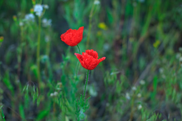 Obraz premium Red flower in the natural environment 
