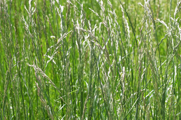 Green natural eco background