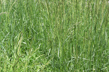 Green natural eco background