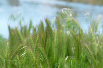 Green natural eco background