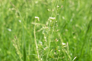 Green natural eco background