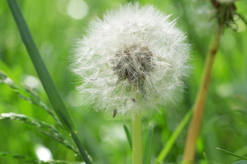 Green natural eco background