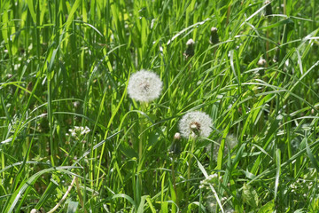 Green natural eco background