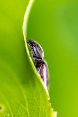 The click beetle or snap jack ( Elateridae )