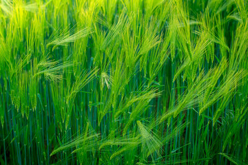 Fototapeta na wymiar Green spikelets of wheat on the field
