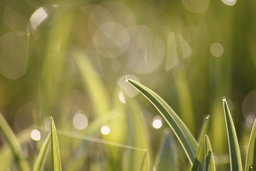 Fototapeta premium Grass field wallpaper in sunny morning