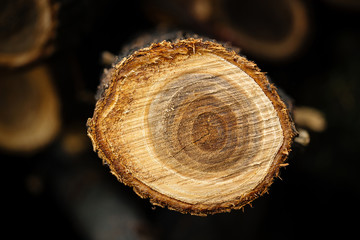 Top view closeup on natural tree trunk cut