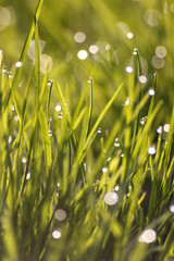 Fototapeta premium Grass field wallpaper in sunny morning