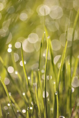 Fototapeta premium Grass field wallpaper in sunny morning