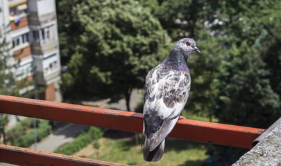 a pigeon stands on the fence of the terrace - 351218880