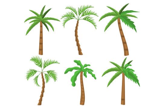 Tropical palm trees. Exotic palm trees concept for summer banners. 2d game