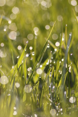 Grass field wallpaper in sunny morning