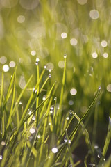 Fototapeta premium Grass field wallpaper in sunny morning