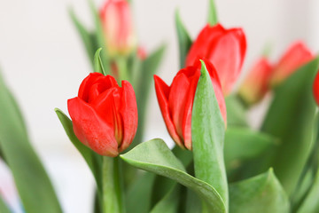 Colorful tulips In the spring