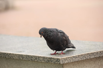 Obraz premium Dove walks on a gray granite 