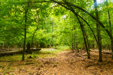 footpath in the forest