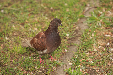 Dove walks on green grass
