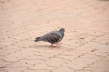 Pigeon walks on paving slabs