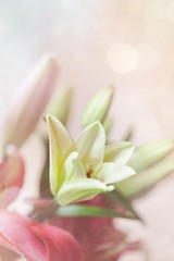 Dream like white Asiatic Lily growing among pink lilies.