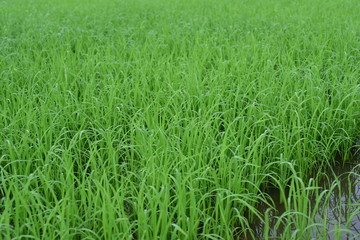 The rice fields are growing, beautiful green fields.