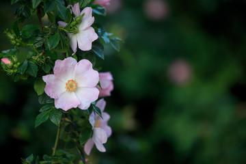 Fototapeta premium Flower on a twig on a green natural background