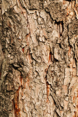 Closeup macro dry tree bark texture background