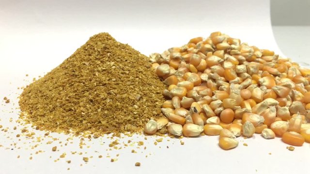 Yellow gold Corn Distiller's dried grains with solubles (DDGS) and corn grains are the nutrient rich co-product of dry -milled ethanol .The biofuel plants are a growing source