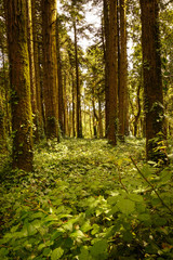 Mysterious forest with old trees in a natural park. Old wood trees.