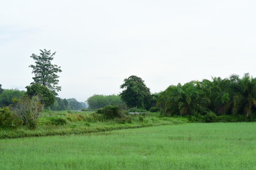 The rice fields are growing, beautiful green fields.