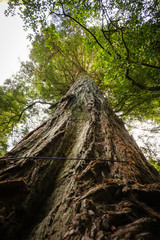 Looking up giant sequoia tree. Big tree