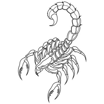 Coloring book Scorpion on a white background. Vector illustration.