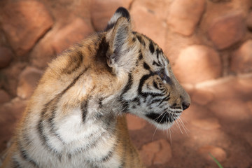 Fototapeta premium Tiger Cub in profile. Ukutula South Africa