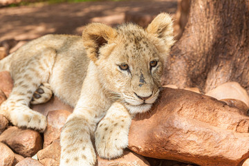 Obraz na płótnie Canvas Lion Cub lying down in the shadows