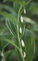 lily of the valley in the garden